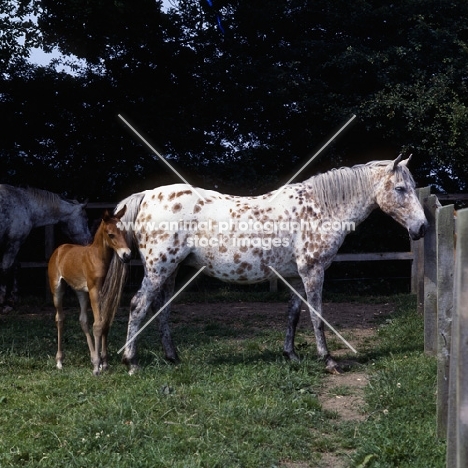 Appaloosa mare with foal