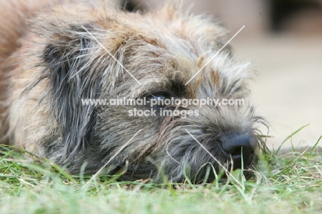 Border Terrier feeling tired