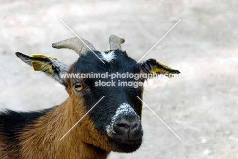 goat portrait