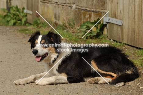 Welsh Sheepdog lying down