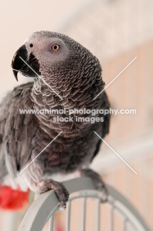 African Grey Parrot perched on cage
