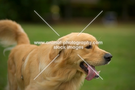happy golden retriever with tongue out