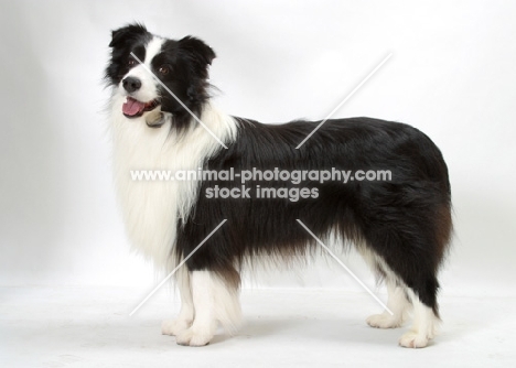 Australian Champion Border Collie