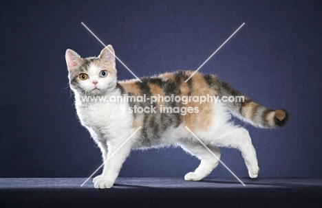 American Wirehair standing looking at camera