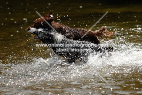 Australian Shepherd dogs  playing in water