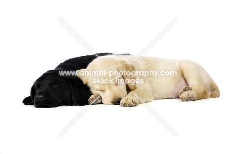 Golden and black Labrador Puppies lying asleep isolated on a white background