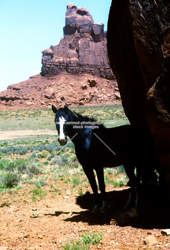 indian pony standing in the shade of a boulder in monument valley