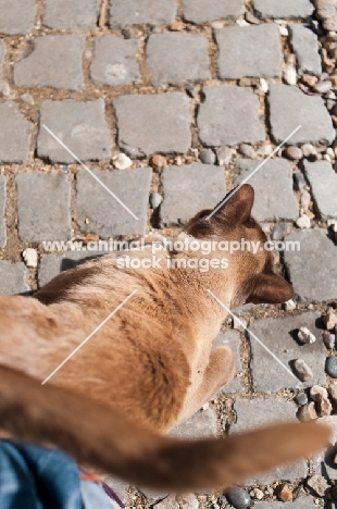 Burmese walking onto stone paving