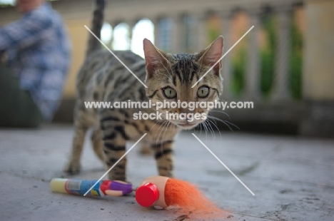 cute bengal kitten playing with toy out on the balcony