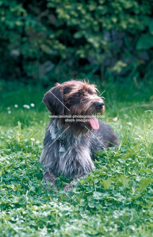 Cesky Fousek in grass