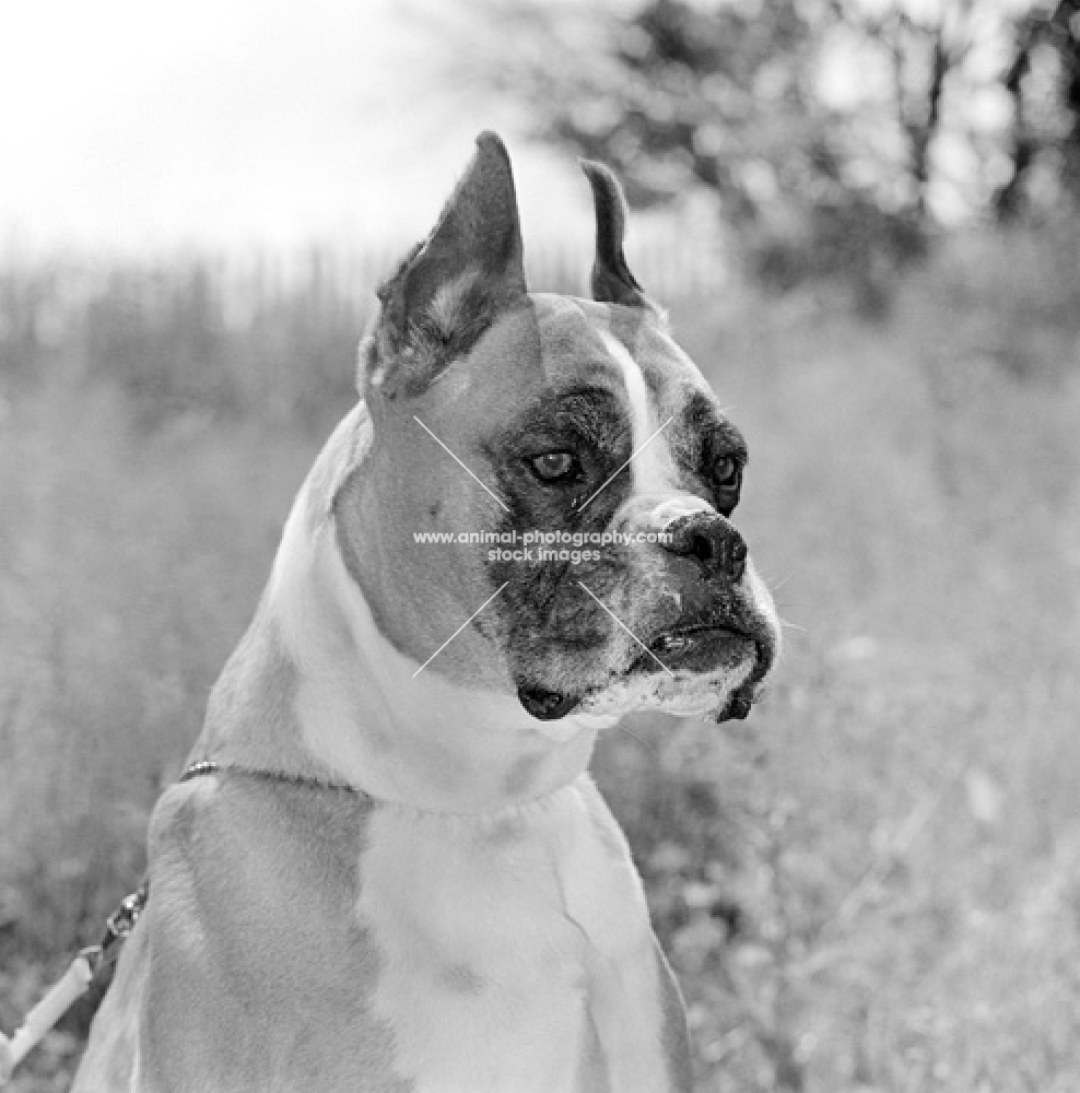 rainey-lane sirrocco, born 1956, boxer with cropped ears, portrait