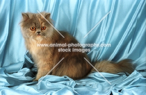 blue cream persian kitten