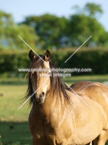 Connemara portrait