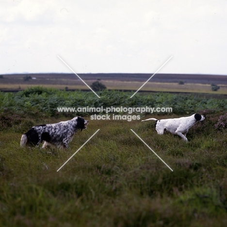 working type english setter and pointer (upperwood) on moorland