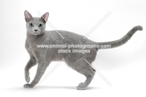 Russian Blue, one leg up