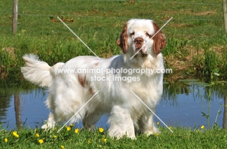 Clumber Spaniel standing near water