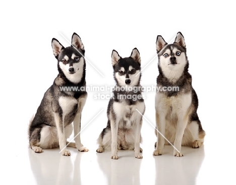 three Alaskan Klee Kai dogs on white background