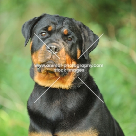 Rottweiler portrait