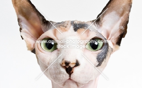 head of sphynx cat