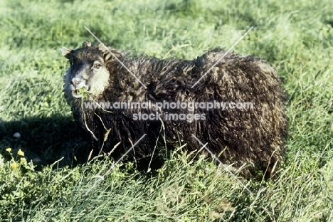 iceland sheep at olafsvellir iceland, eating grass
