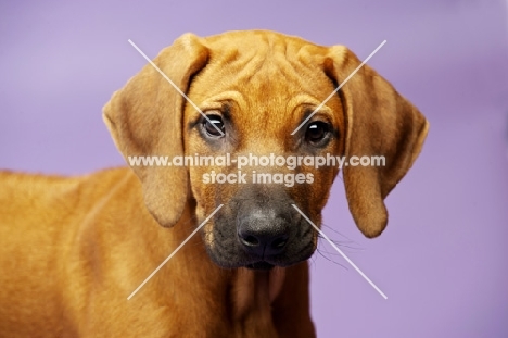 Rhodesian Ridgeback puppy in studio, purple background