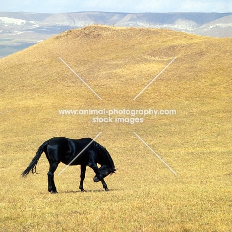 Kabardine stallion in Caucasus mountains