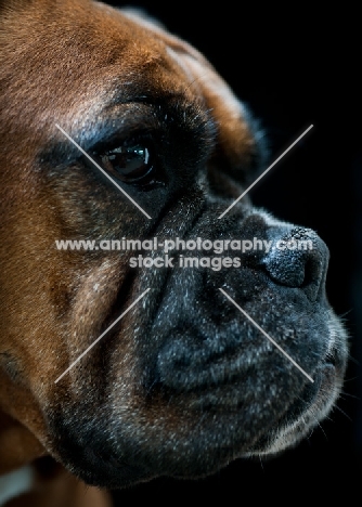 Boxer profile