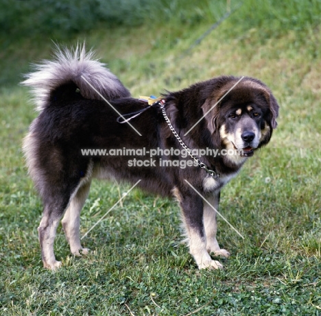 tibetan mastiff on grass