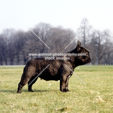 french bulldog standing in a park