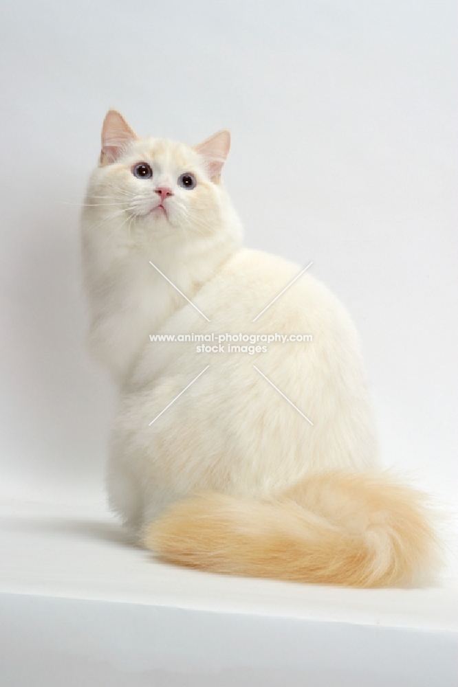 Cream Point Bi-Color Ragdoll cat turning 