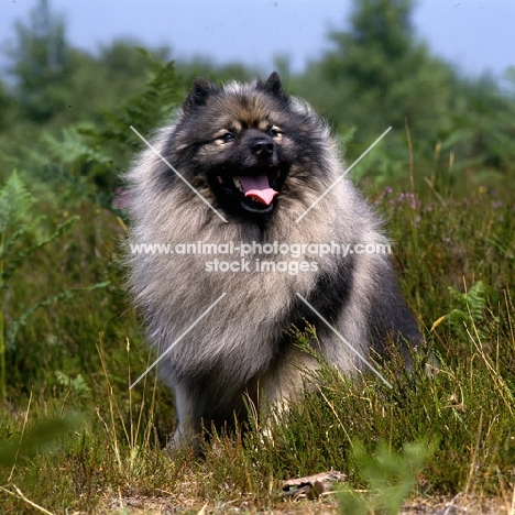 ch neradmik jupiter, keeshond in heathland looking up