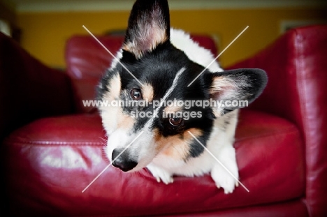 Pembroke Welsh Corgi on chair