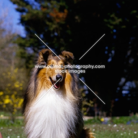 rough collie, antoc face the music, portrait,  with flowing hair