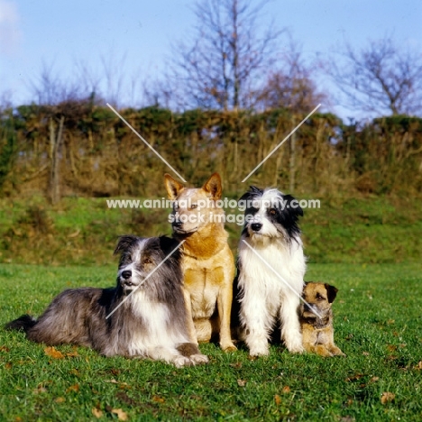 cross bred dogs, ACD and border terrier together