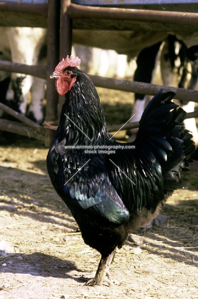 langshan chicken in farmyard