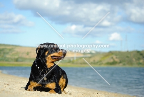 Rottweiler near shore