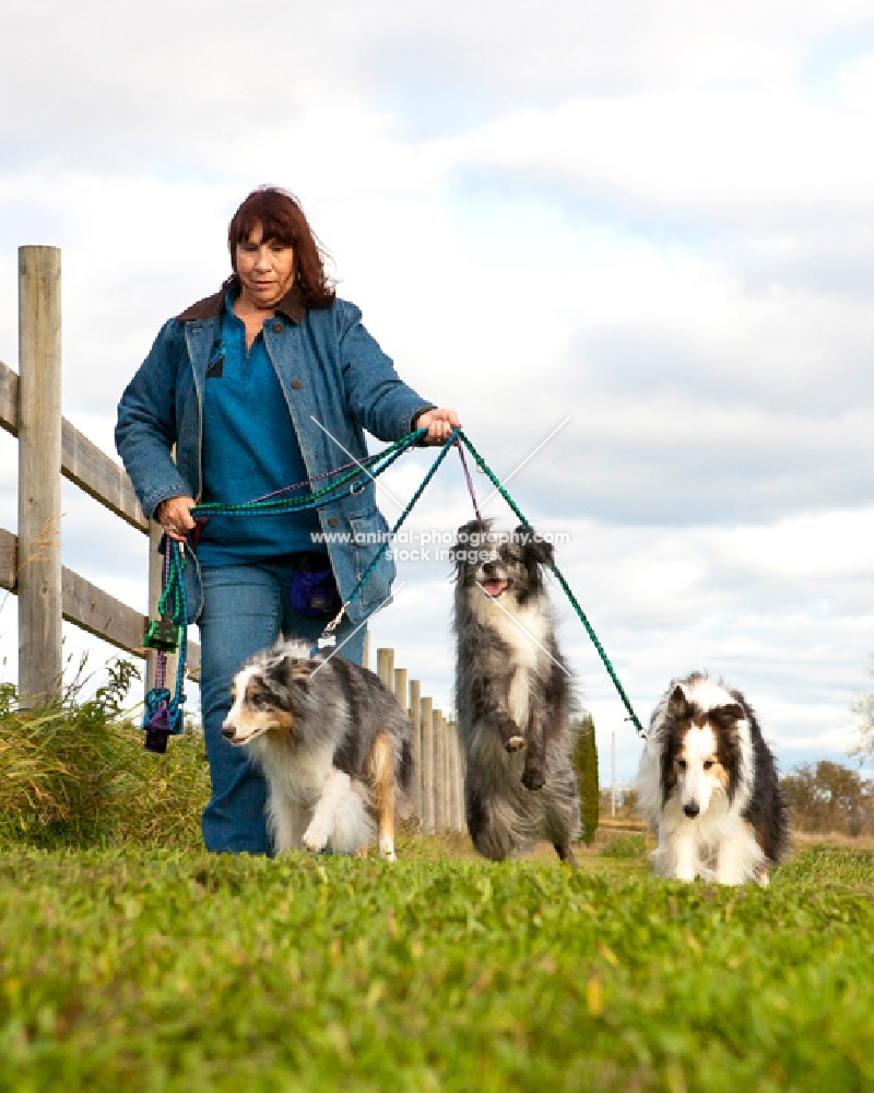 Shetland Sheepdog, Australian Shepherd (miniature) and Australian Shepherd on lead