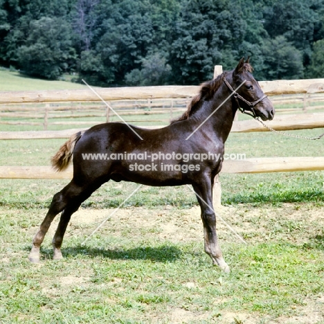 morgan foal in classic pose