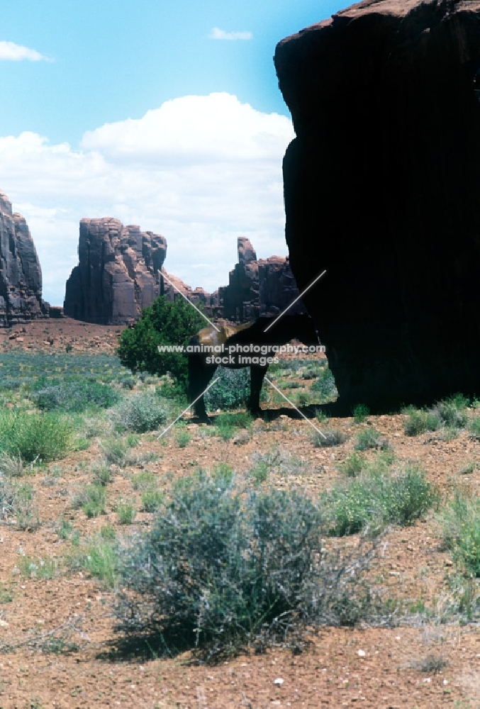 indian pony standing in shade in monument valley