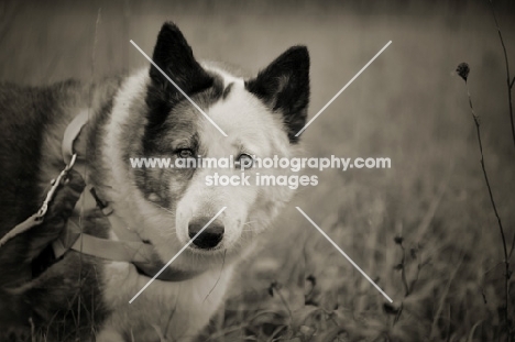 intense portrait of a karelian bear dog in a field