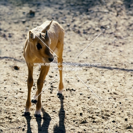 young arabian oryx in phoenix zoo