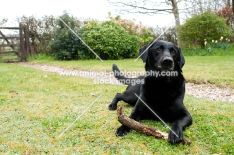 Labrador lying down in the garden with a big stick