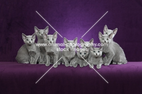10 week old Russian Blue kittens on purple background
