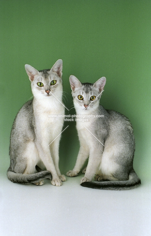 two silver abyssinians