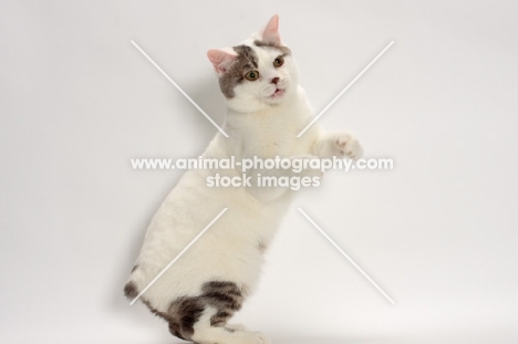 Blue Classic Tabby and White Manx standing on hind legs