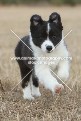 Border Collie puppy