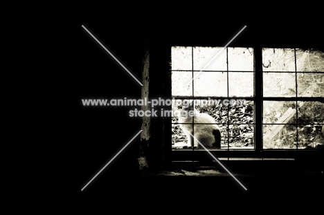 cat sitting in barn window