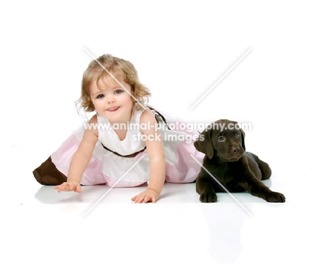 English chocolate labrador retriever puppy with small child
