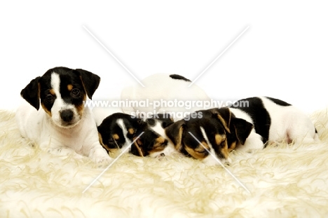 Four sleepy Jack Russell puppies in a row