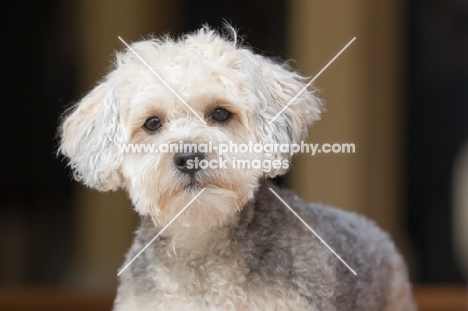 Yorkipoo (Yorkshire Terrier / Poodle Hybrid Dog) also known as Yorkiedoodle